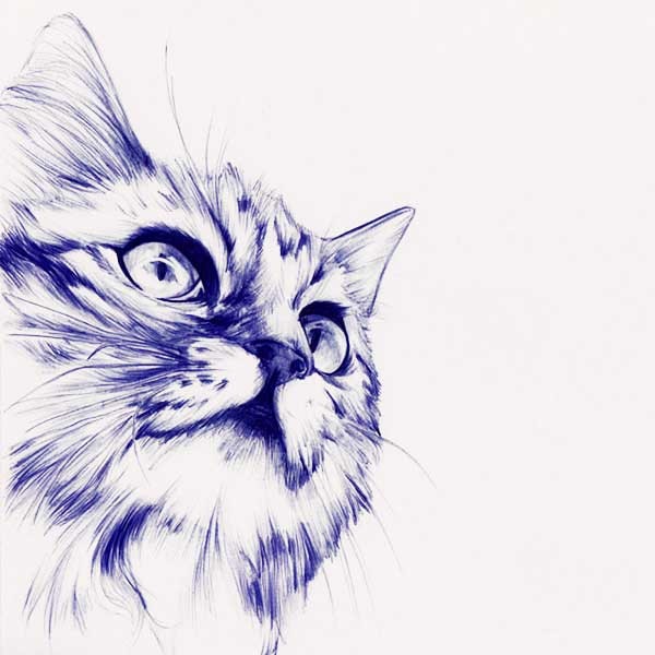 De grands yeux de chat