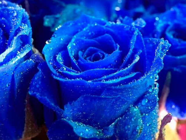 Bleu rose sur le bureau