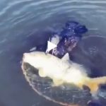 Payez vos impôts video drôle