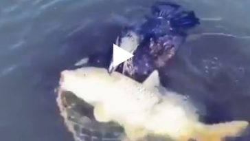 Payez vos impôts video drôle